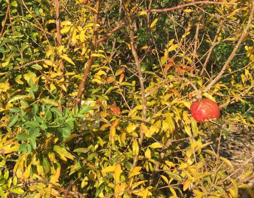 leafy low tree with single red pomegranate